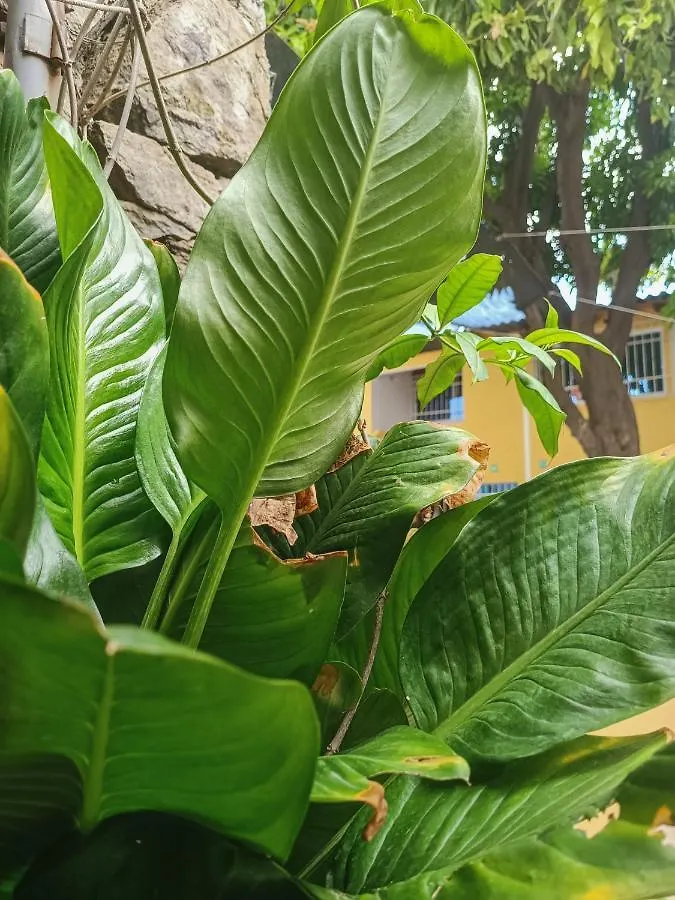Momoluu'S House Apartment Santa Marta